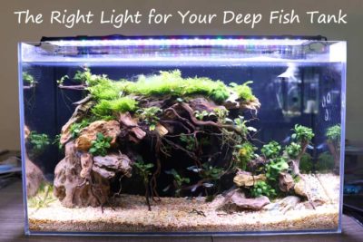 The Right Light for Your Deep Fish Tank