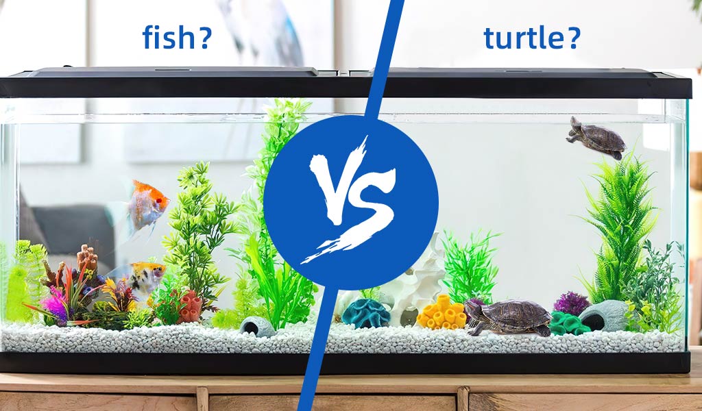 What Fish Can Live With Turtles in Tank - hygger