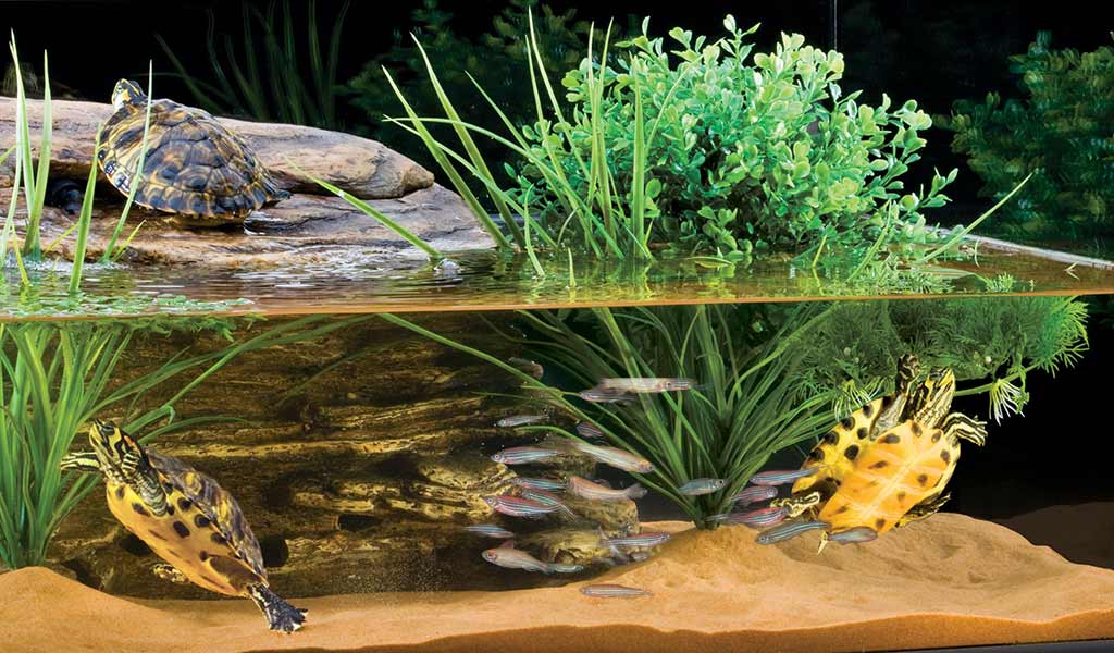 fish turtle tank