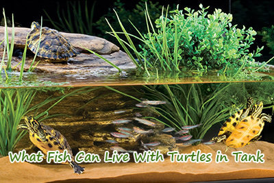 What Fish Can Live With Turtles in Tank