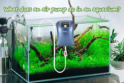 What Does an Air Pump Do in an Aquarium