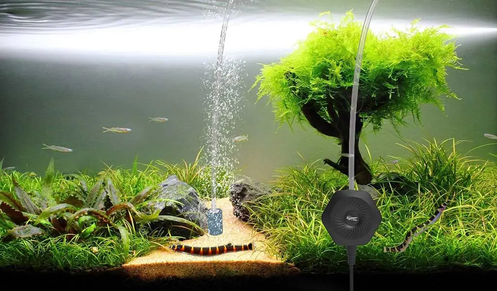 air pump in an aquarium