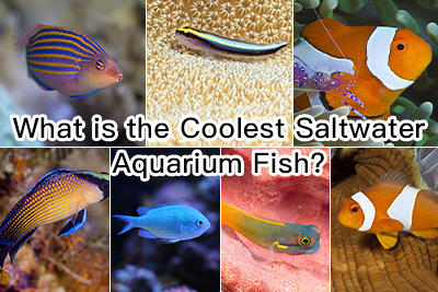 The coolest aquarium fish