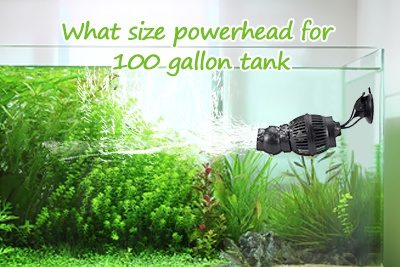 What Size Powerhead for 100 Gallon Fish Tank