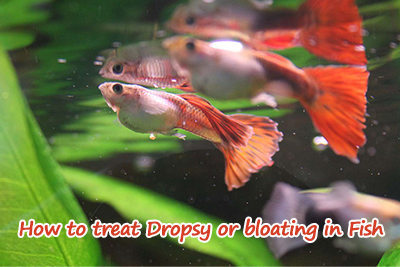 Treat dropsy or floating in fish