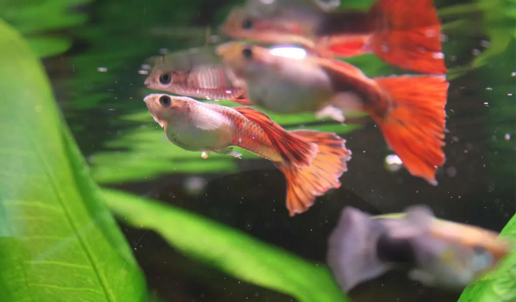 Bloated betta fish treatment online