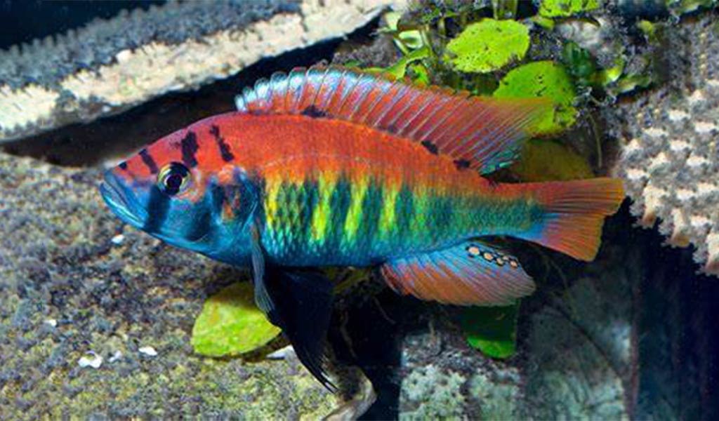 popular types of cichlid