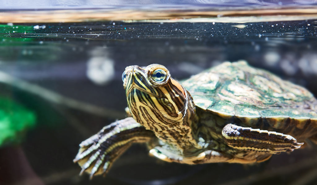 change the water in tutle tank