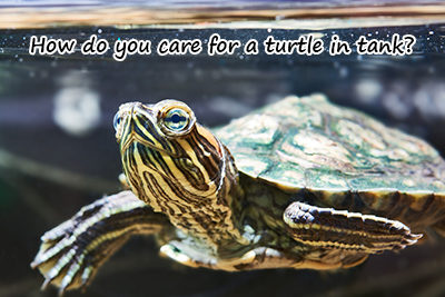 How Do You Care For a Turtle in Tank