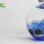 The Easiest Aquarium – Marimo Moss Ball Terrarium