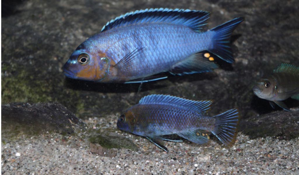 African cichlids