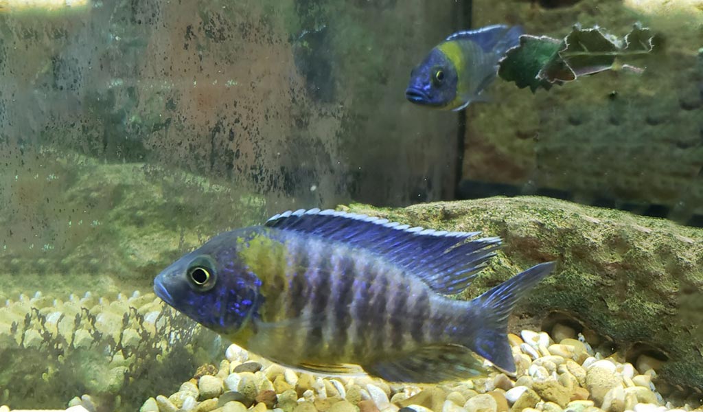 Cichlid types