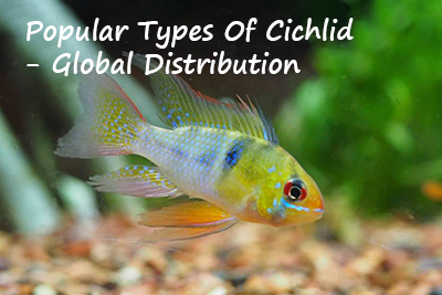 Popular Types of Cichlid - Global Distribution