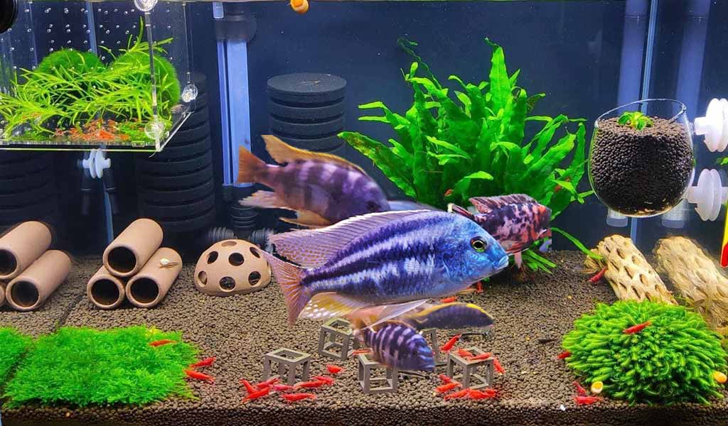 Blue Ram Cichlid