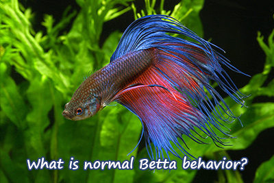 What is Normal Betta Behavior