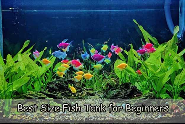 Best Size Fish Tank for Beginners