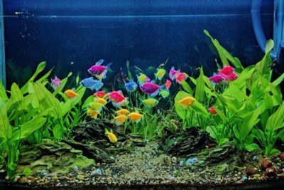 Best Size Fish Tank for Beginners