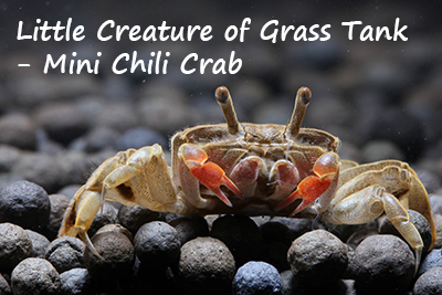 Little Creature of Grass Tank - Mini Chili Crab