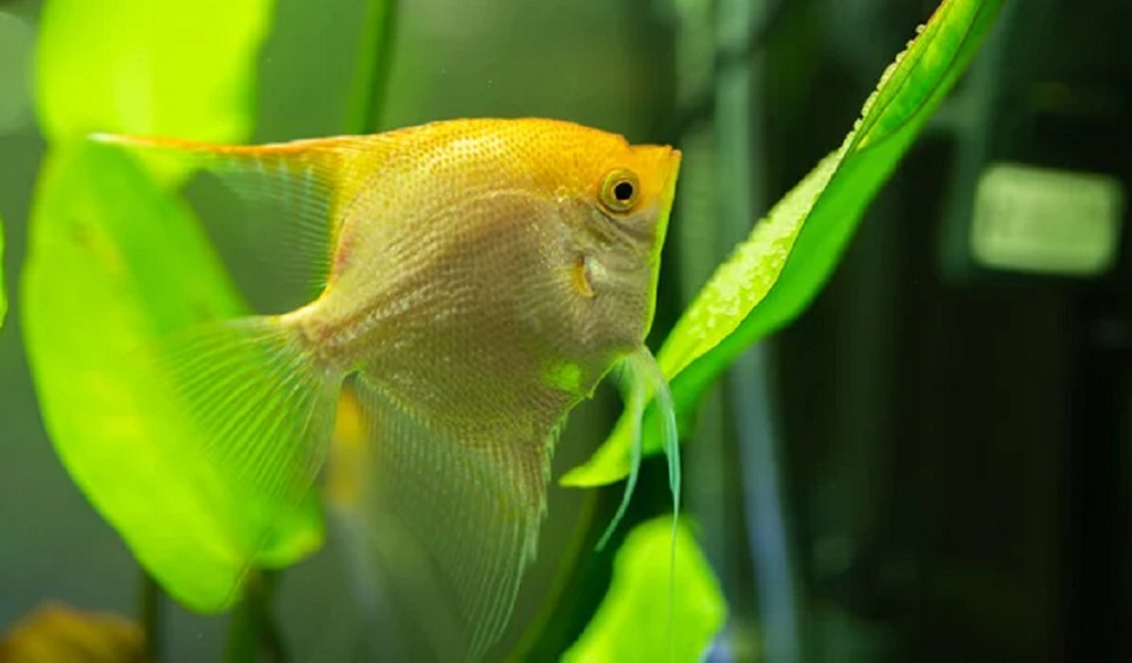 Angelfish Profiles