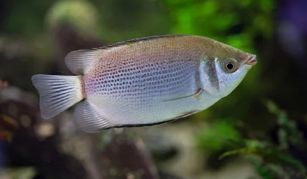 Semi aggressive freshwater fish shop for sale
