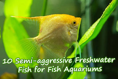 10 Semi-aggressive Freshwater Fish for Fish Aquarium