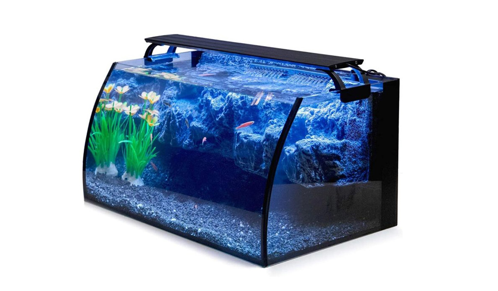 5 Best Freshwater Fish for 8 Gallon Tank hygger