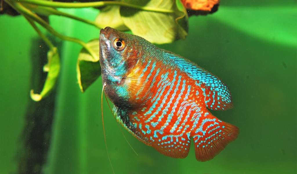 5 Best Freshwater Fish for 8 Gallon Tank - hygger