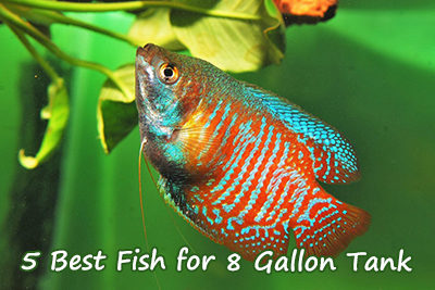 5 Best Freshwater Fish for 8 Gallon Tank