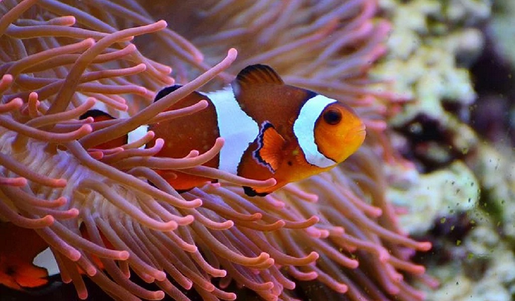 5 Prettiest Saltwater Reef Tank Fish - hygger