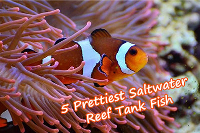 5 Prettiest Saltwater Reef Tank Fish