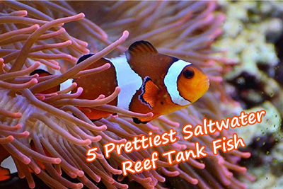 5 Prettiest Saltwater Reef Tank Fish
