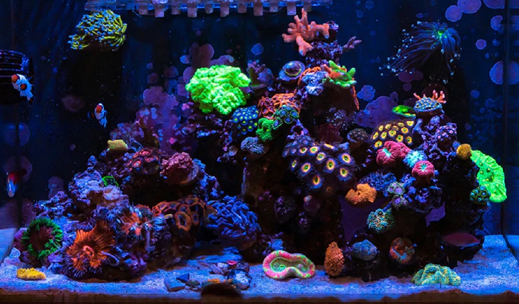 Supplies for Nano Reef Tank