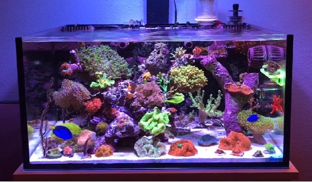 Saltwater tank supplies hotsell