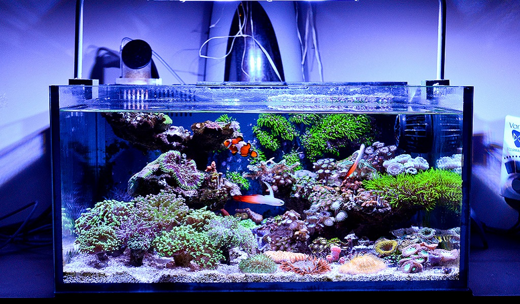 grens zout Voorbereiding Aquarium Supplies for Nano Reef Tank - hygger