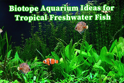 Biotope Aquarium Ideas for Tropical Freshwater Fish