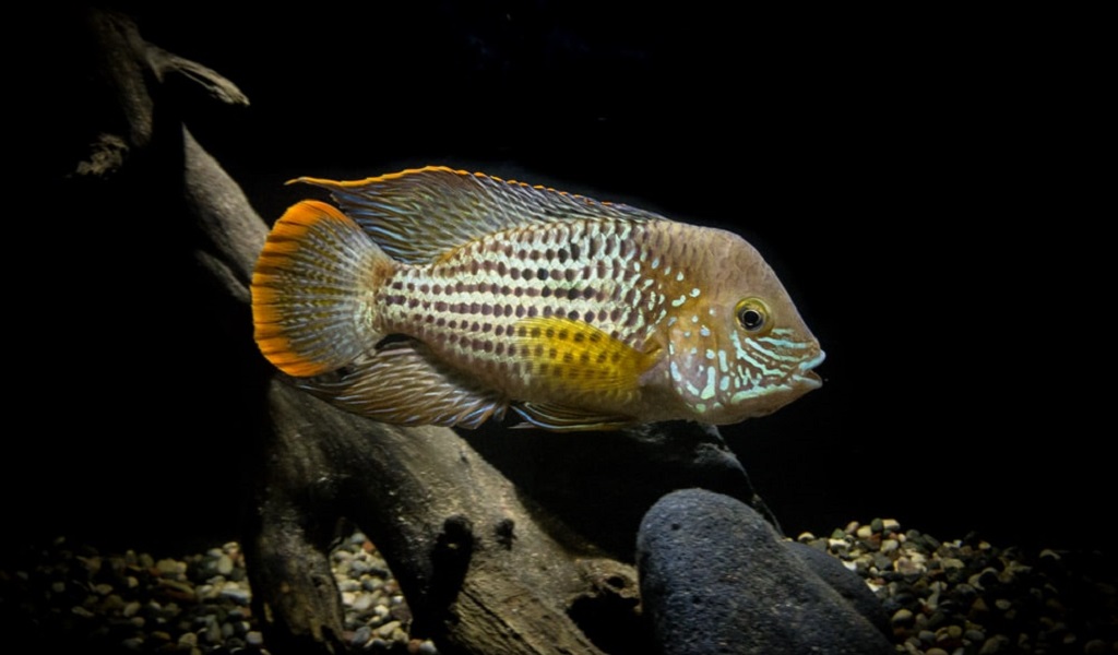 fish tank for cichlid