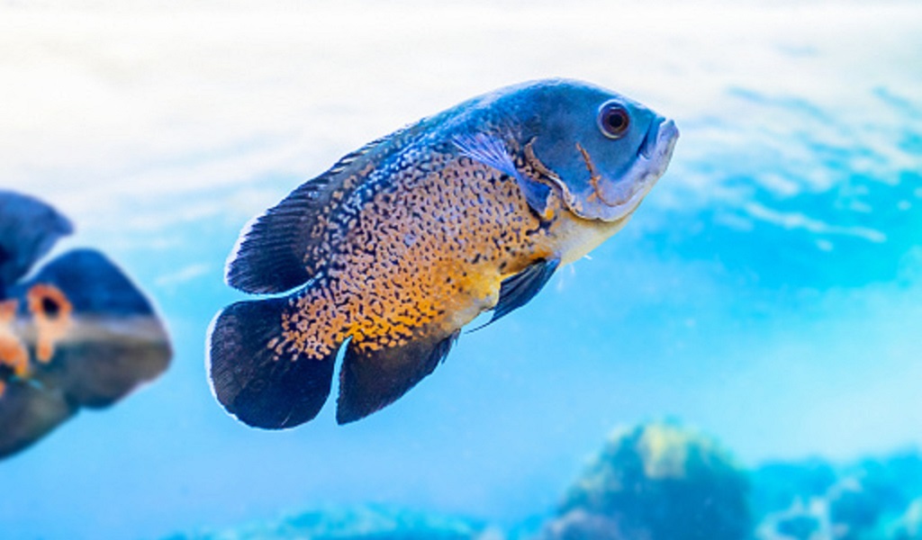 Oscar Cichlid fish