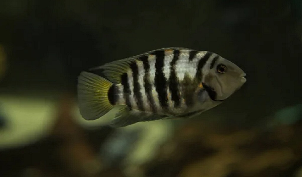 Convict Cichlid