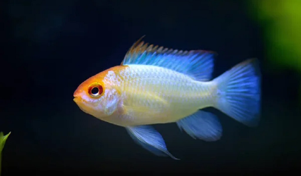 Ram Cichlid