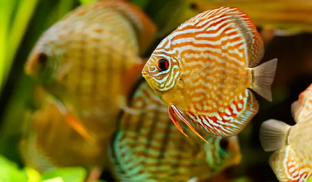 Discus fish