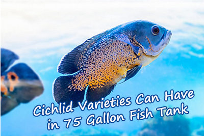 Cichlid Varieties Can be Have in 75 Gallon Fish Tank