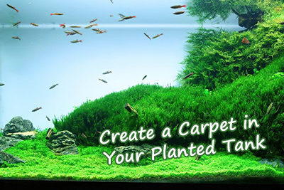 Create a Carpet in Your Planted Tank