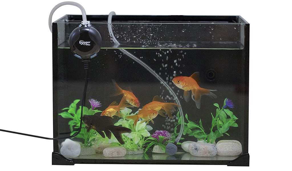 Fish Can Live Without An Air Pump In Tank - Hygger