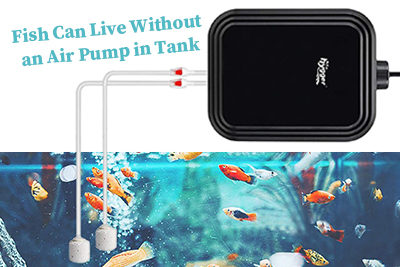 Fish Can Live Without an Air Pump in Tank
