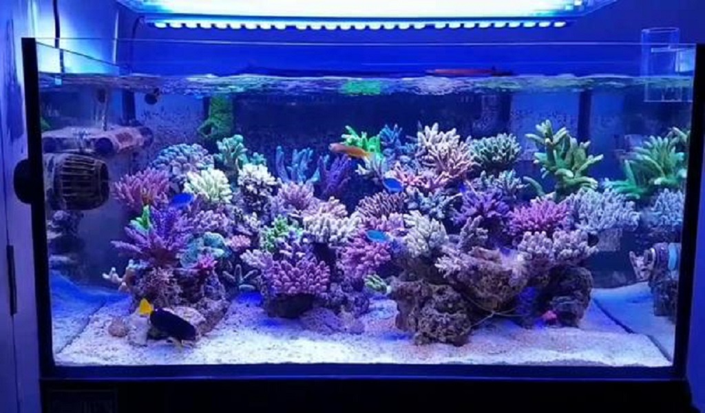 Light for reef tank