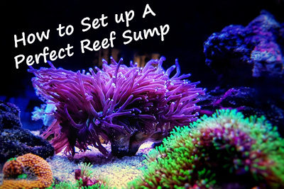How to Set up A Perfect Reef Sump