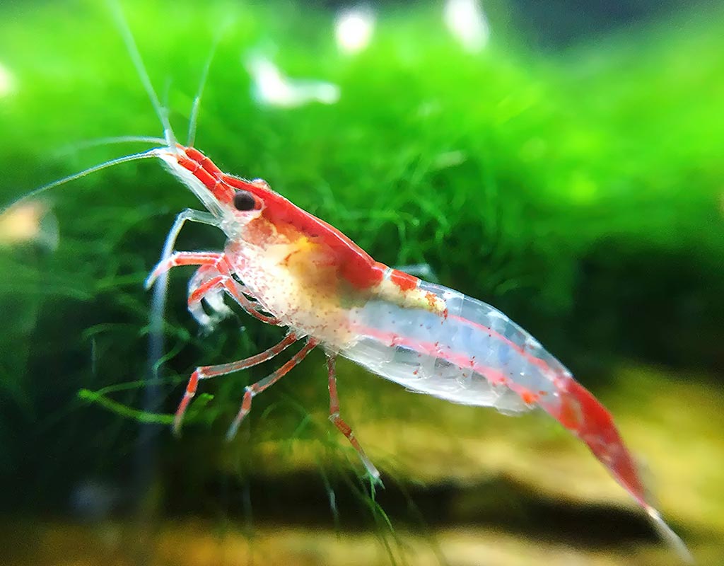 freshwater shrimp