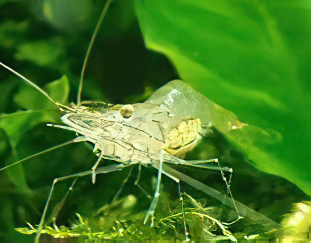 ghost shrimp