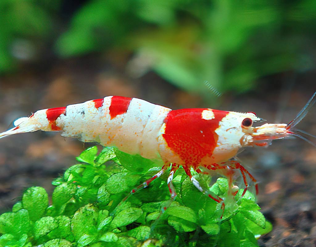 Crystal Red Shrimp