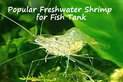 Popular Freshwater Shrimp for Fish Tank